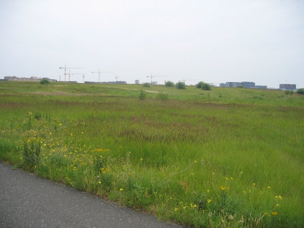 Wild Flowers