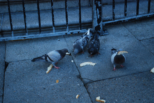Pigeons